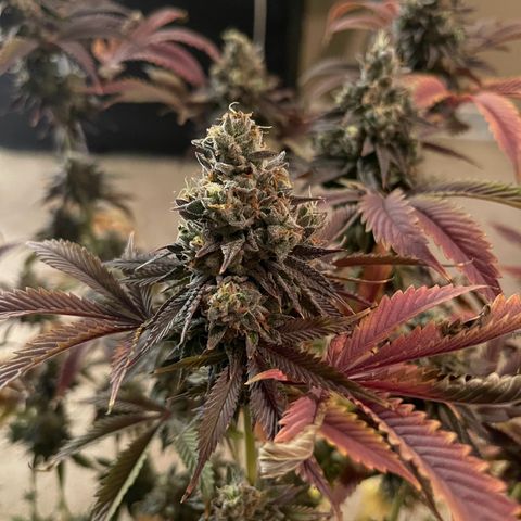 Lit Marker growlog photo: Photos taken before 48hrs darkness