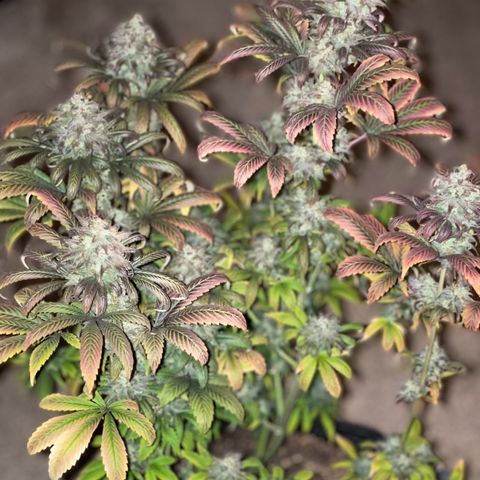 OG Kush growlog timeline photo