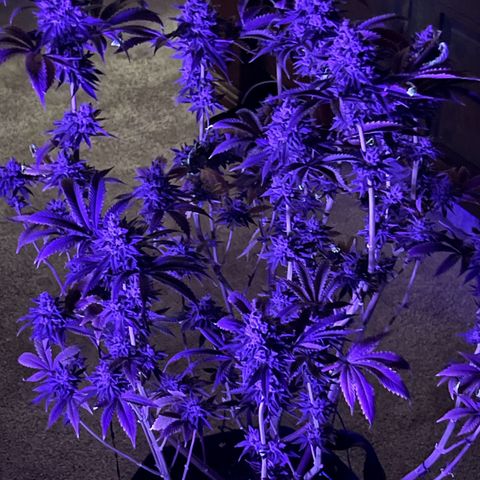 Lit Marker growlog photo: Photos taken before 48hrs darkness