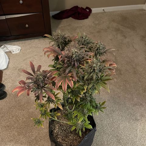OG Kush growlog timeline photo