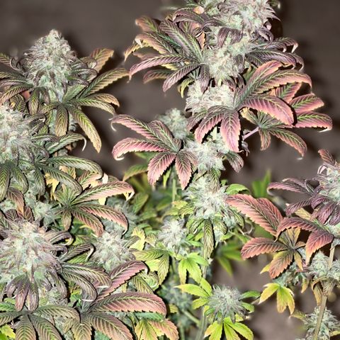 OG Kush growlog timeline photo