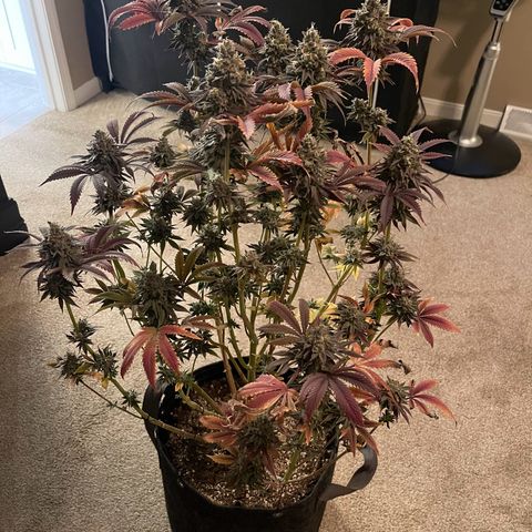 Lit Marker growlog photo: Photos taken before 48hrs darkness