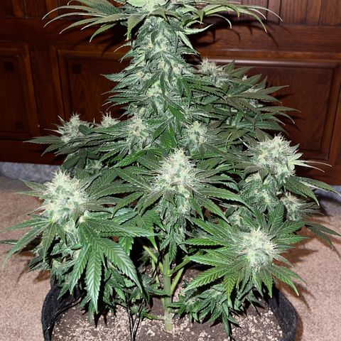 Harlequin growlog photo: Photos taken before 48hrs darkness
