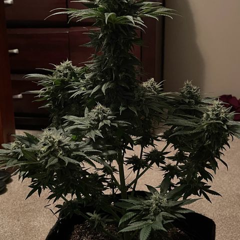 Harlequin growlog photo: Photos taken before 48hrs darkness