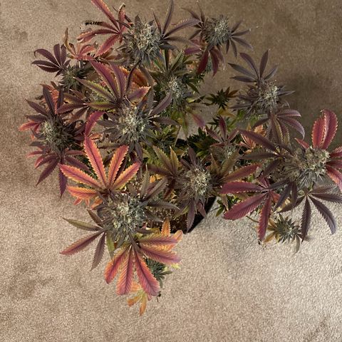 Lit Marker growlog photo: Photos taken before 48hrs darkness