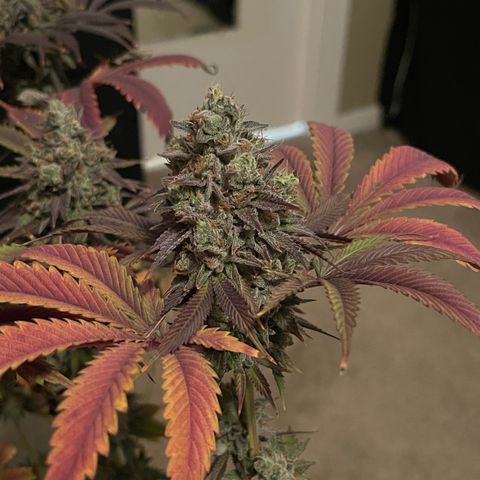 Lit Marker growlog photo: Photos taken before 48hrs darkness