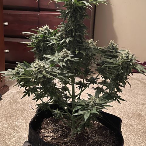 Harlequin growlog photo: Photos taken before 48hrs darkness