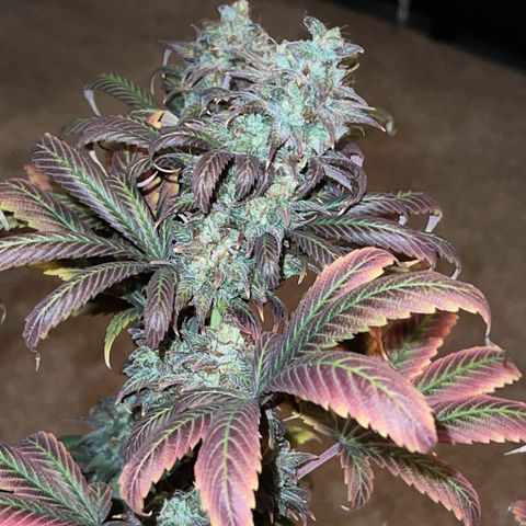 OG Kush growlog timeline photo