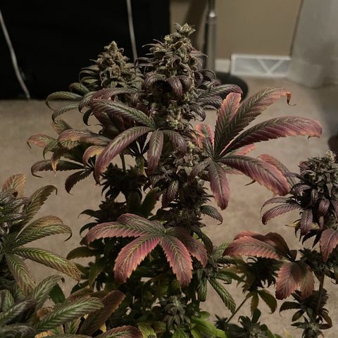 OG Kush growlog timeline photo