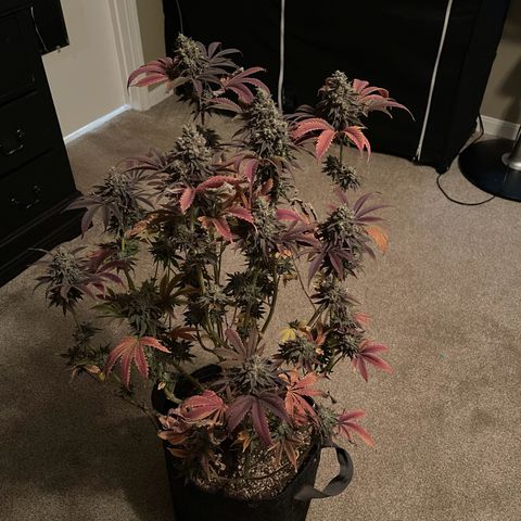Lit Marker growlog photo: Photos taken before 48hrs darkness