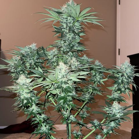 Harlequin growlog photo: Photos taken before 48hrs darkness