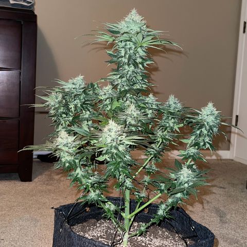 Harlequin growlog photo: Photos taken before 48hrs darkness