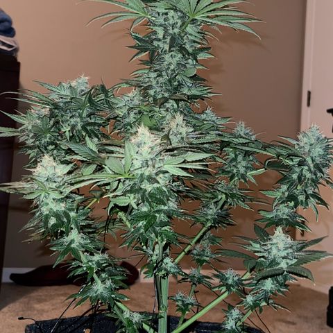 Harlequin growlog photo: Photos taken before 48hrs darkness