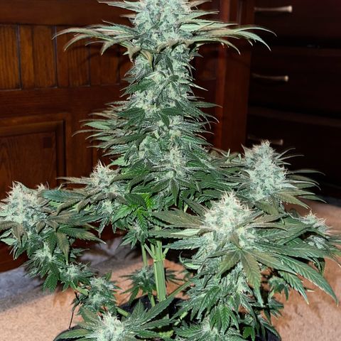 Harlequin growlog photo: Photos taken before 48hrs darkness