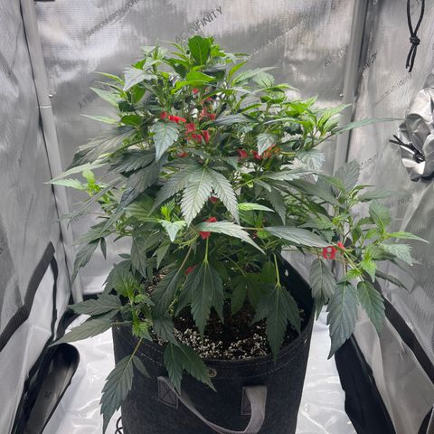 Rainbow Kush Clone growlog timeline photo