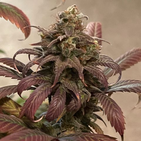 OG Kush growlog timeline photo