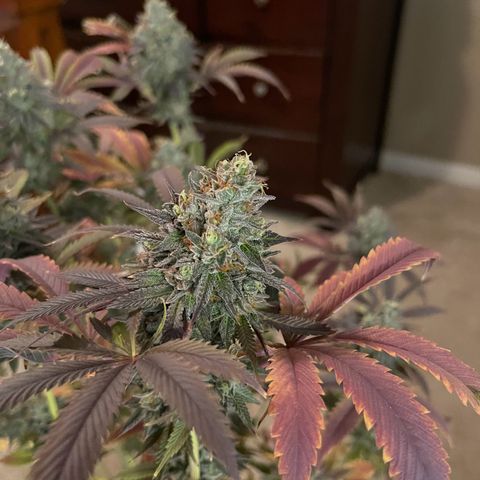 Lit Marker growlog photo: Photos taken before 48hrs darkness