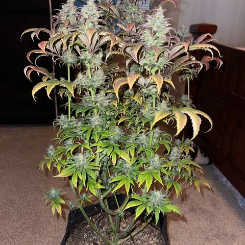 OG Kush growlog timeline photo