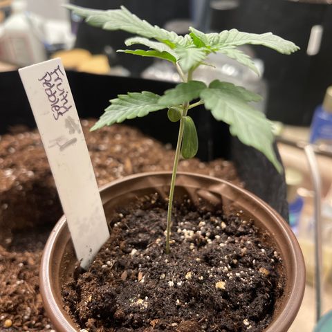 Fruity Pebbles #1 green growlog timeline photo