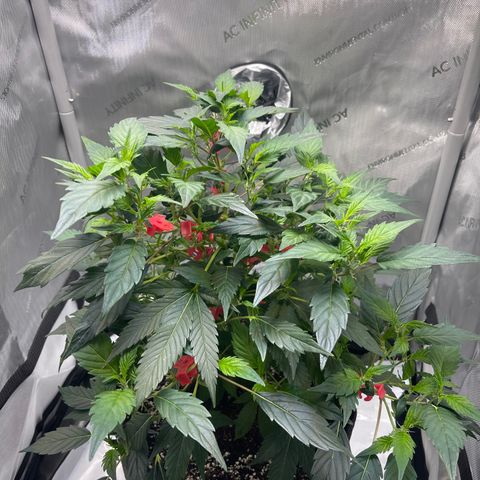 Rainbow Kush Clone growlog timeline photo