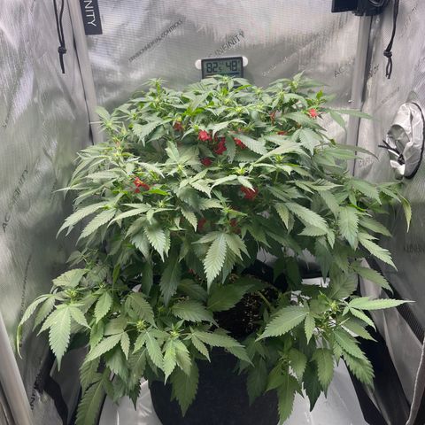 Rainbow Kush Clone growlog timeline photo
