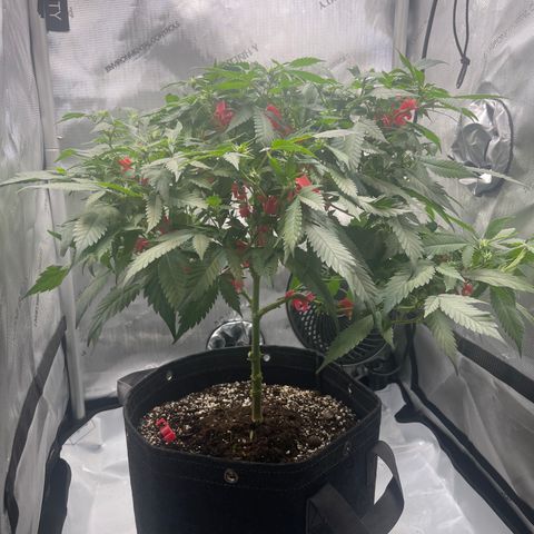 Rainbow Kush Clone growlog photo: Defoliation performed 