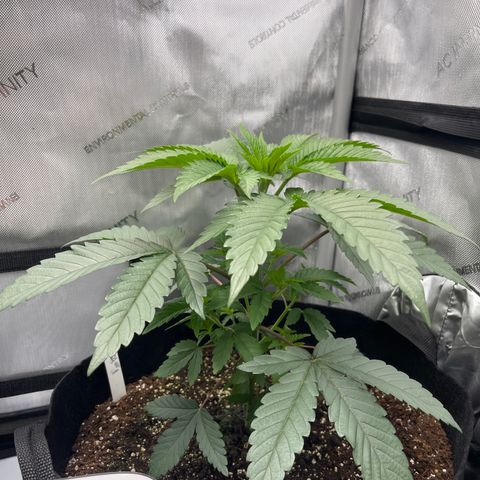 Fruity Pebbles #1 green growlog photo: Topped at 5th node