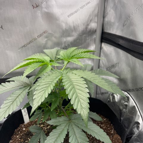 Fruity Pebbles #1 green growlog photo: Topped at 5th node