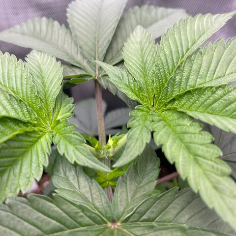 Fruity Pebbles #1 green growlog photo: Topped at 5th node