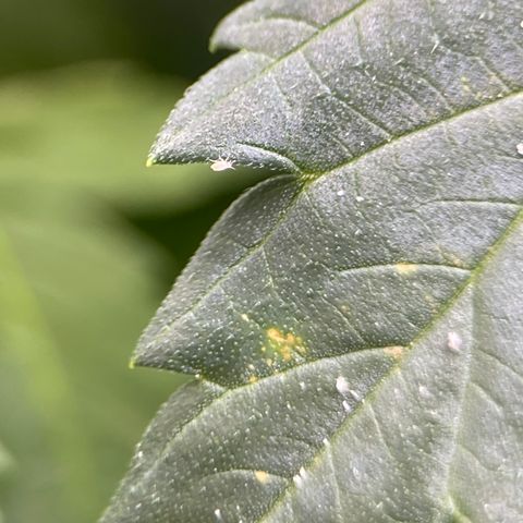 Rainbow Kush Clone growlog photo: Discovered Aphid infestation, took her outside and hosed off with water, performed defoliation, and ordered Ladybugs for continued IPM.