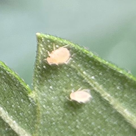 Rainbow Kush Clone growlog photo: Discovered Aphid infestation, took her outside and hosed off with water, performed defoliation, and ordered Ladybugs for continued IPM.
