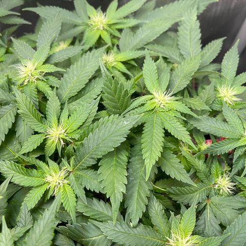 Rainbow Kush Clone growlog photo: Discovered Aphid infestation, took her outside and hosed off with water, performed defoliation, and ordered Ladybugs for continued IPM.