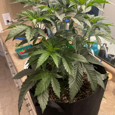 Fruity Pebbles #1 green growlog photo: Before