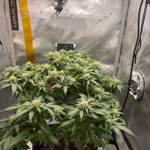 Rainbow Kush Clone growlog timeline photo