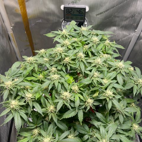 Rainbow Kush Clone growlog timeline photo