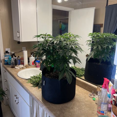 Fruity Pebbles #1 green growlog timeline photo