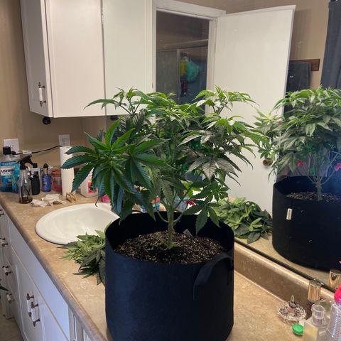 Fruity Pebbles #1 green growlog timeline photo