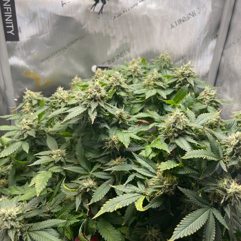 Rainbow Kush Clone growlog timeline photo