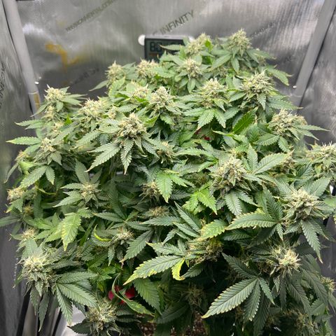 Rainbow Kush Clone growlog timeline photo