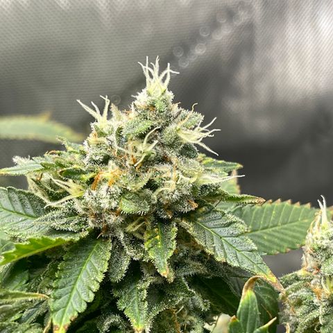 Rainbow Kush Clone growlog photo: And of week 7, checked trichomes. Still lots clear, will check again in 3-5 days.