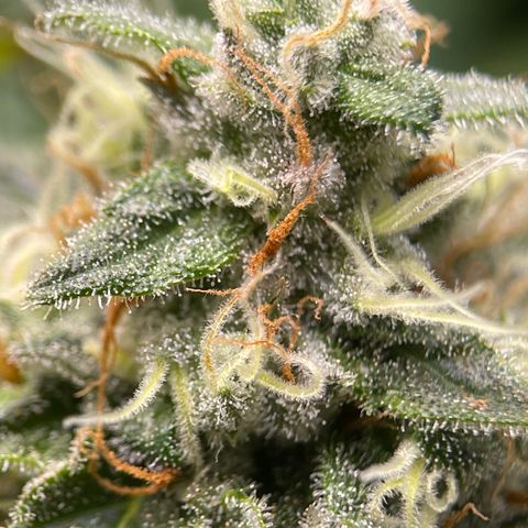 Rainbow Kush Clone growlog photo: And of week 7, checked trichomes. Still lots clear, will check again in 3-5 days.