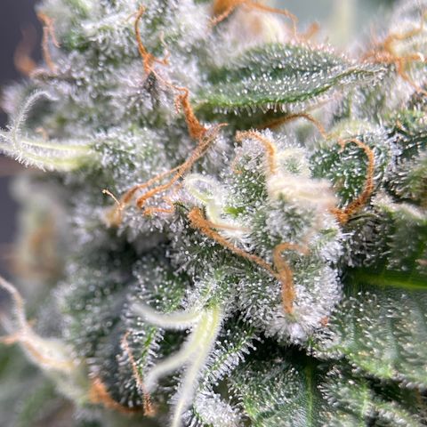 Rainbow Kush Clone growlog photo: And of week 7, checked trichomes. Still lots clear, will check again in 3-5 days.