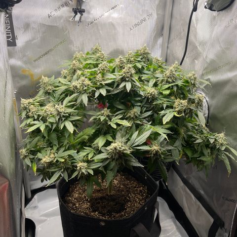 Rainbow Kush Clone growlog photo: And of week 7, checked trichomes. Still lots clear, will check again in 3-5 days.