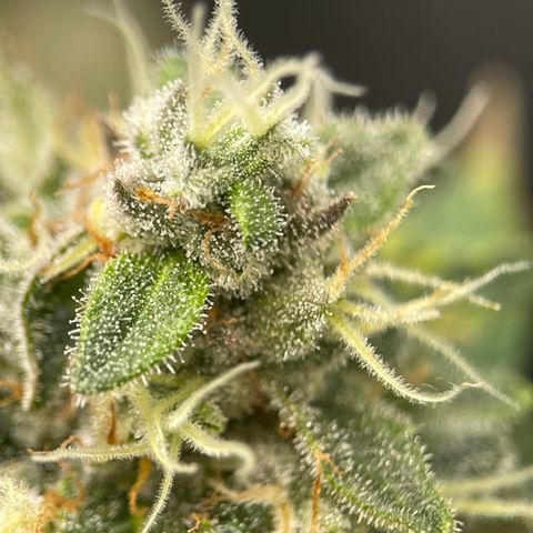 Rainbow Kush Clone growlog photo: And of week 7, checked trichomes. Still lots clear, will check again in 3-5 days.