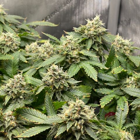 Rainbow Kush Clone growlog photo: And of week 7, checked trichomes. Still lots clear, will check again in 3-5 days.