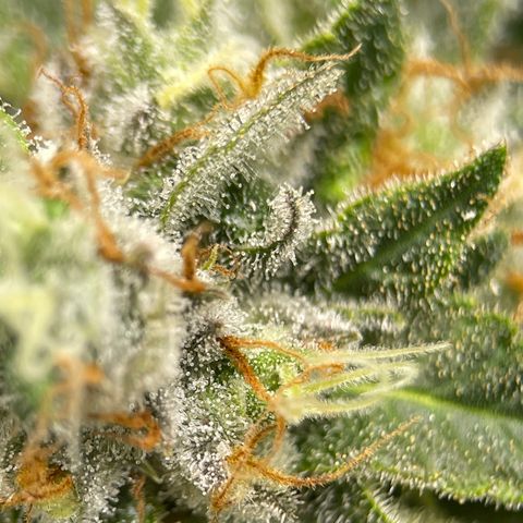 Rainbow Kush Clone growlog photo: And of week 7, checked trichomes. Still lots clear, will check again in 3-5 days.