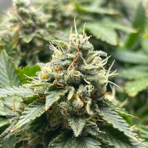 Rainbow Kush Clone growlog photo: And of week 7, checked trichomes. Still lots clear, will check again in 3-5 days.