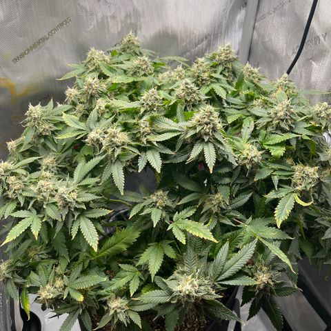 Rainbow Kush Clone growlog photo: And of week 7, checked trichomes. Still lots clear, will check again in 3-5 days.