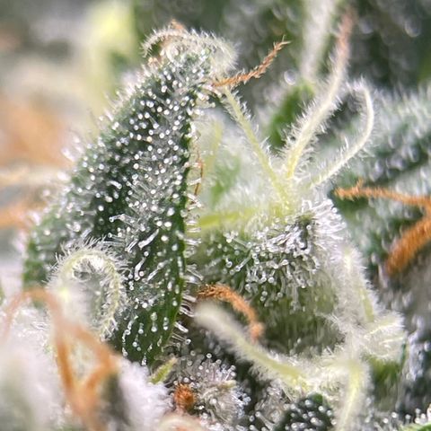 Rainbow Kush Clone growlog photo: And of week 7, checked trichomes. Still lots clear, will check again in 3-5 days.
