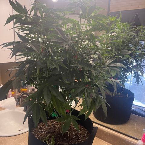 Fruity Pebbles #1 green growlog photo: Final Heavy prune and defoil